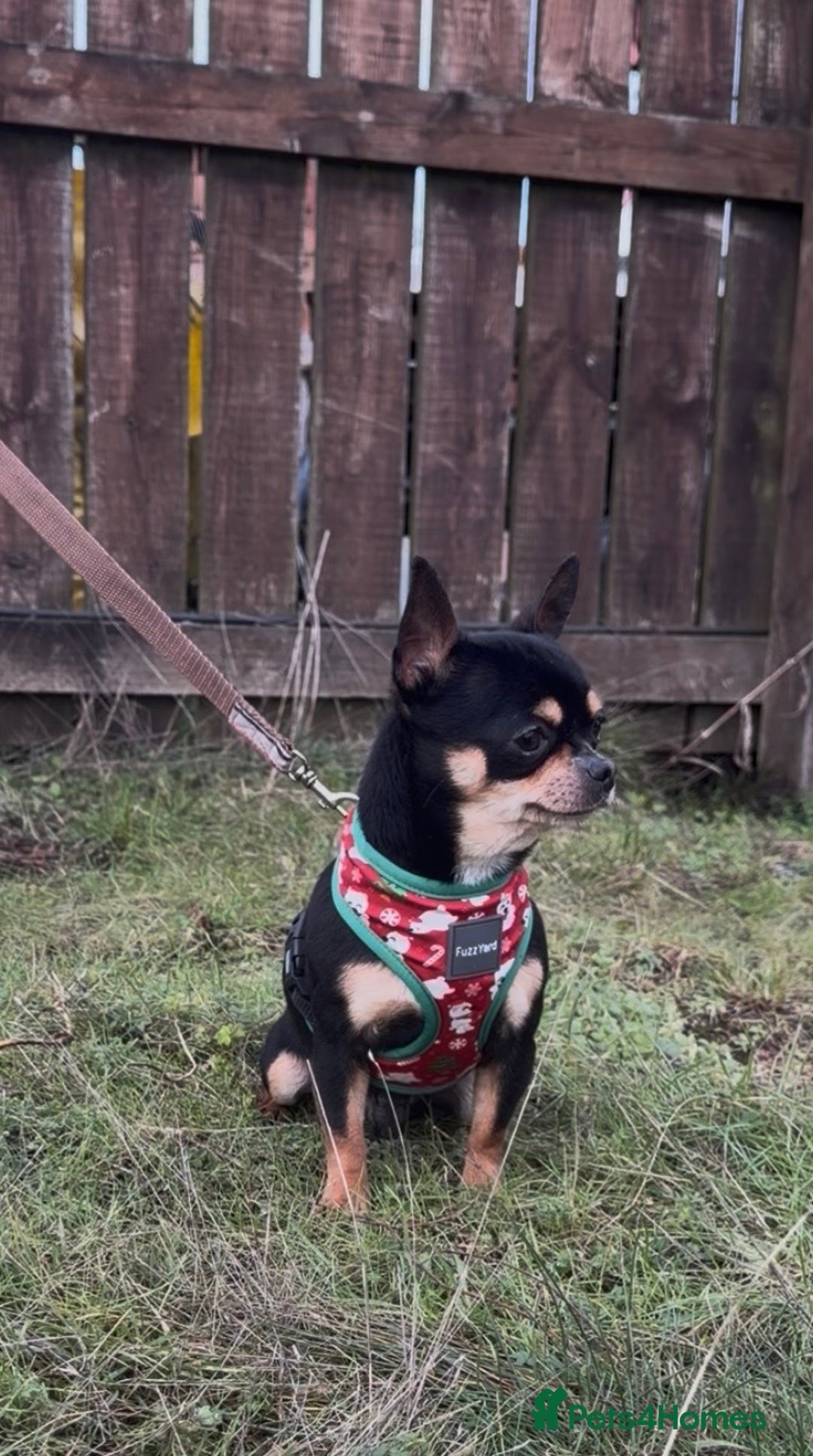 Chihuahua dogs for sale: Kc reg male chihuahua  - Advert 2