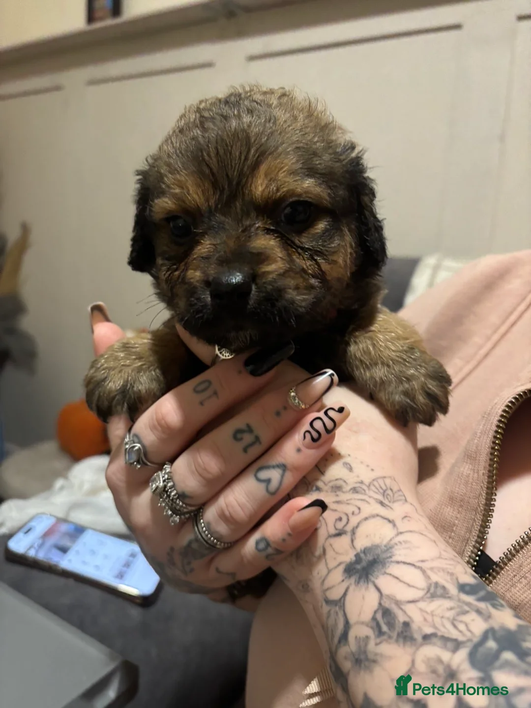 Mixed Breed dogs for sale: Rottweiler cross puppies - Advert 24