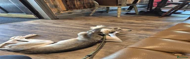 Saluki 1