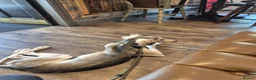 Saluki dogs for sale: Saluki for sale  - Advert 2