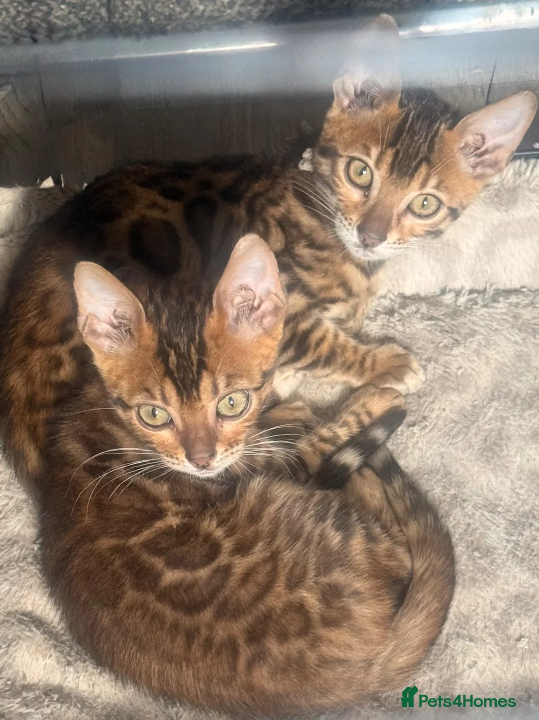 Bengal cats for sale: 2 stunning tica active male kittens. Ready to go - Advert 1