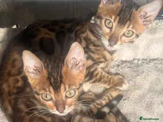 Bengal cats 2 stunning tica active male kittens. Ready to go - Advert 5