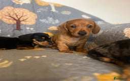 Miniature Dachshund dogs for sale: Miniature dachshund  - Image 6