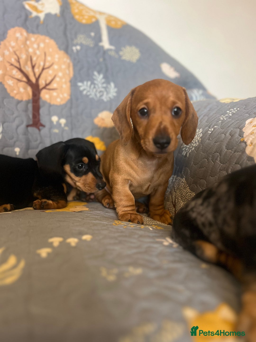 Miniature Dachshund dogs for sale: Miniature dachshund  - Image 6