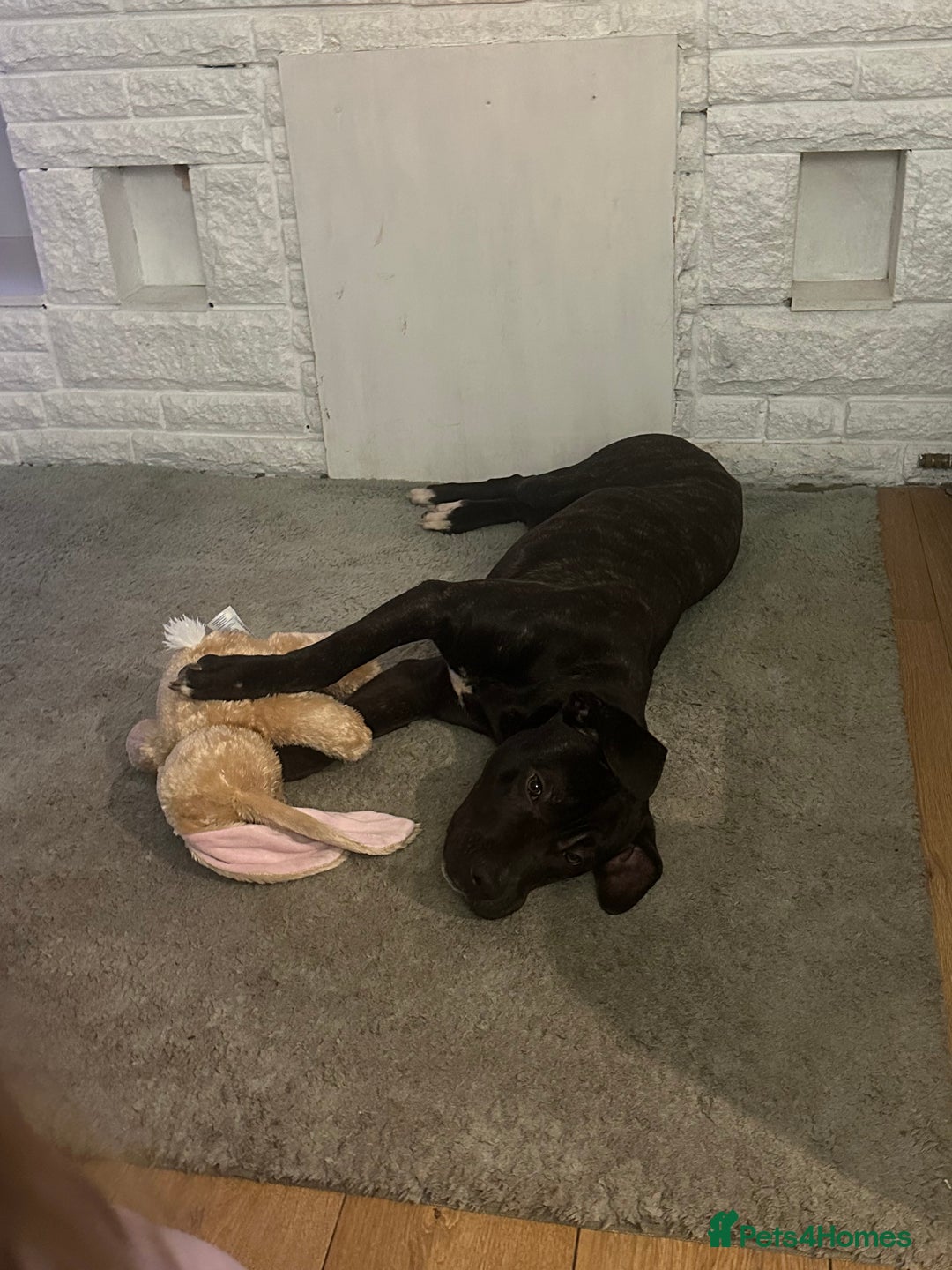 Mixed Breed dogs for sale: 7 month old cane corso/staffy  - Advert 2
