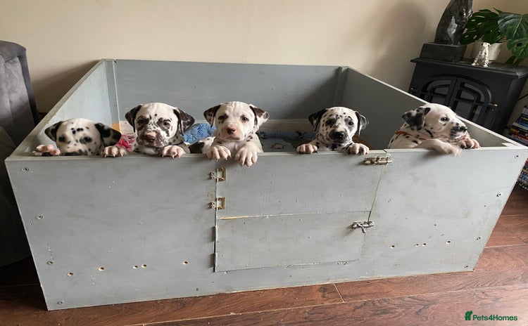 Dalmatian dogs - Advert 3
