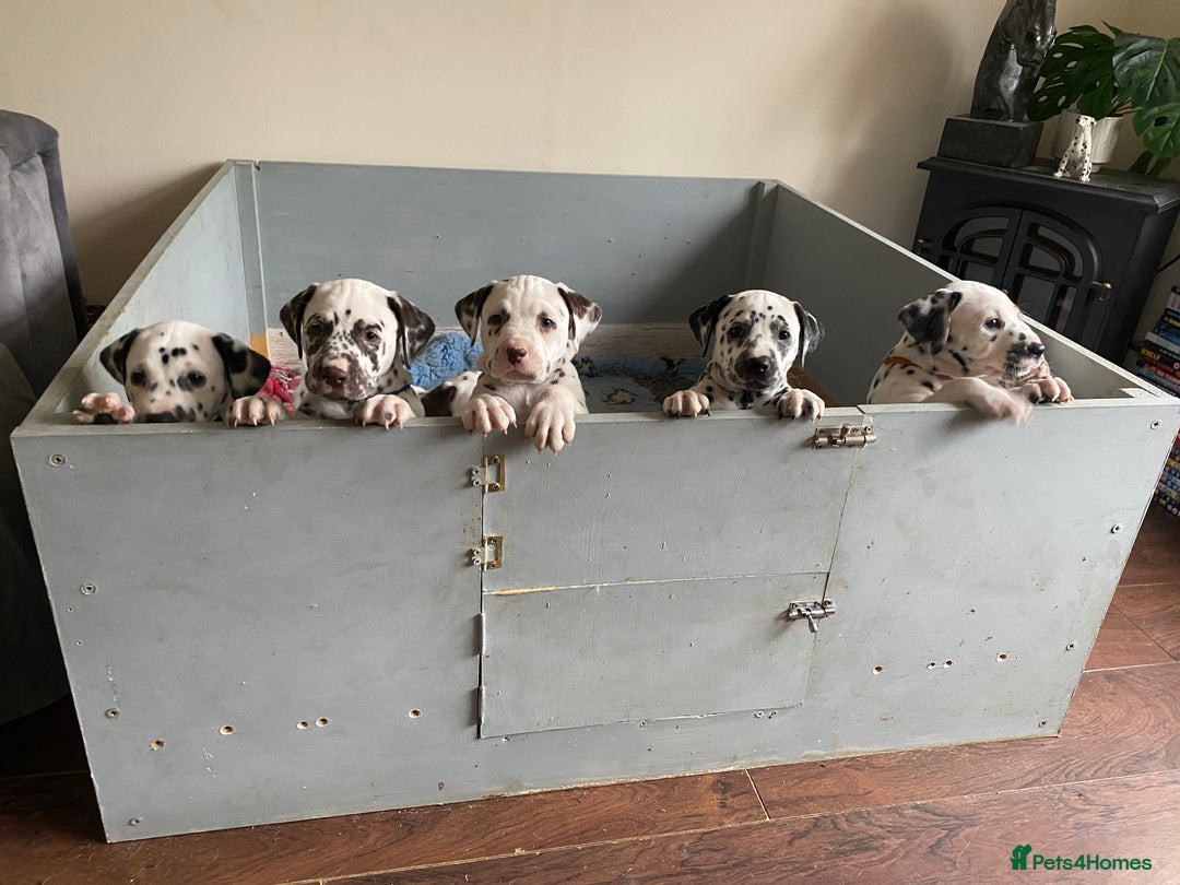 Dalmatian dogs for sale: Top quality show type Dalmatian pups 🐶  - Image 3