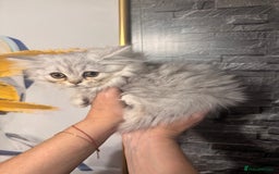 British Longhair cats for sale: British Long Hair Kittens - Image 25