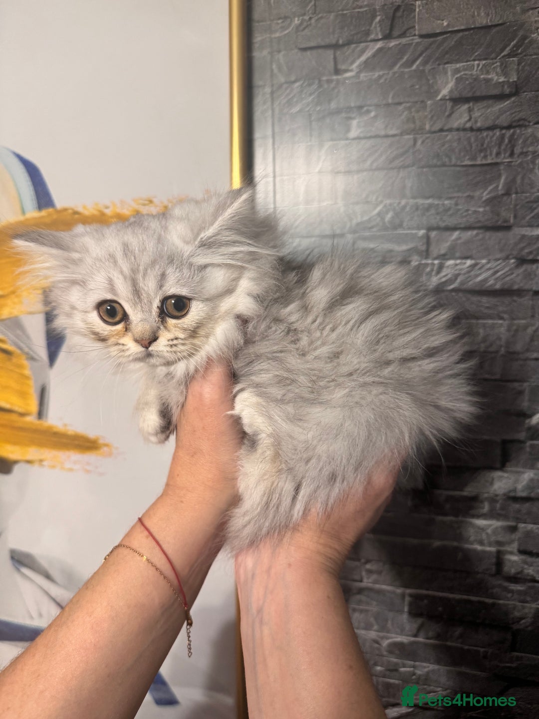 British Longhair cats for sale: British Long Hair Kittens - Image 25
