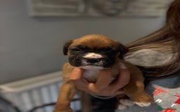 Boxer dogs for sale: Gorgeous Kc Boxer Puppies - Image 15