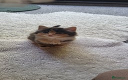Mixed Breed cats for sale: Lovely kittens Looking for new Homes  - Image 24
