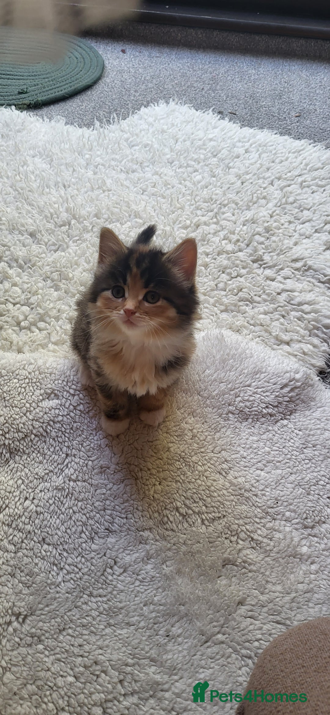 Mixed Breed cats for sale: Lovely kittens Looking for new Homes  - Image 24