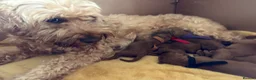 Cockapoo dogs for sale: F1B miniature cockapoo puppies. 10 days old - Advert 8