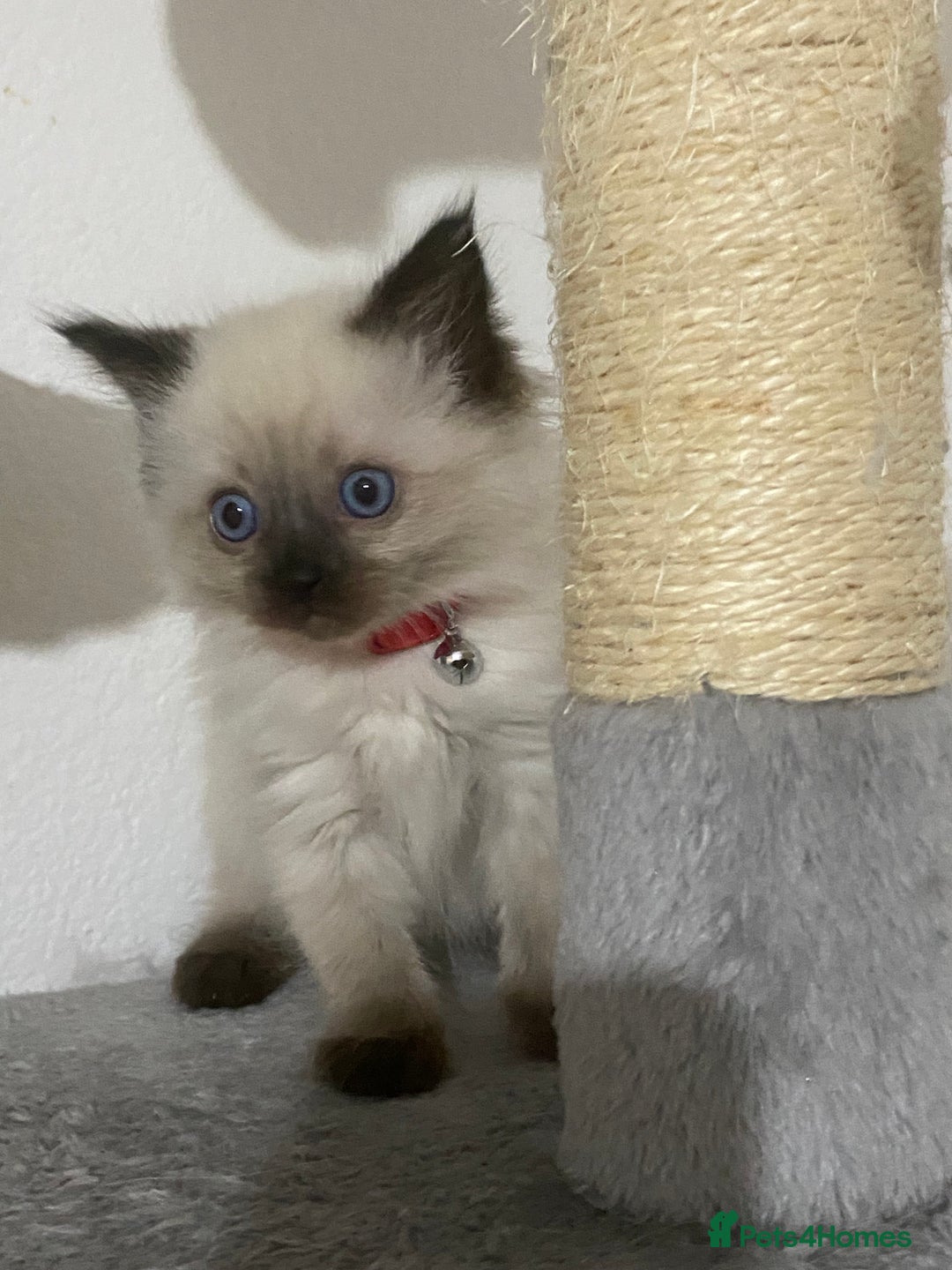 Ragdoll cats for sale: Ragdoll kittens  - Image 6