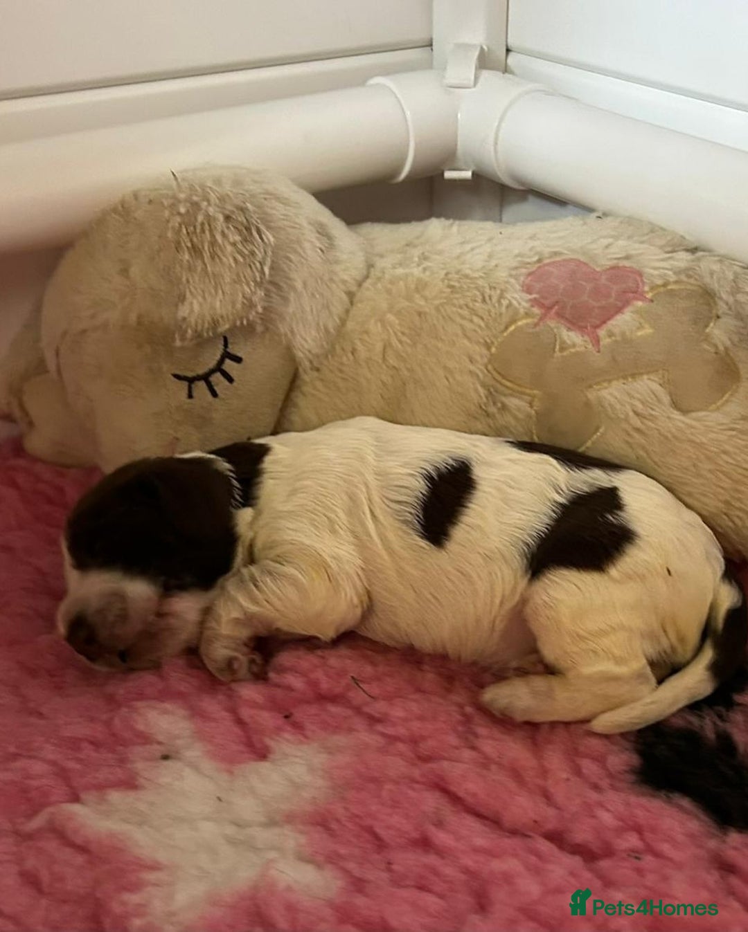 Field Spaniel dogs for sale: Raising Field Spaniel Puppies - Advert 2