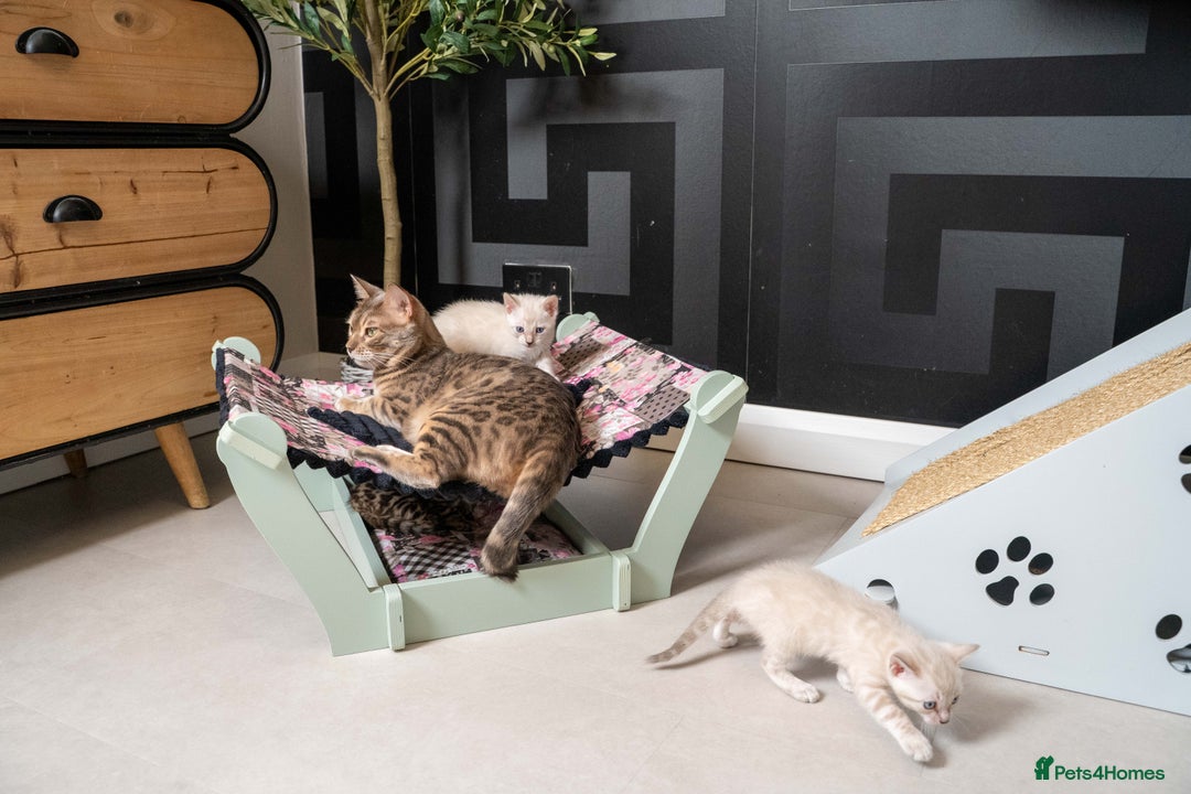 Bengal cats for sale: FRANCO- Snow Bengal Boy- Excellent traits-TICA reg - Advert 38