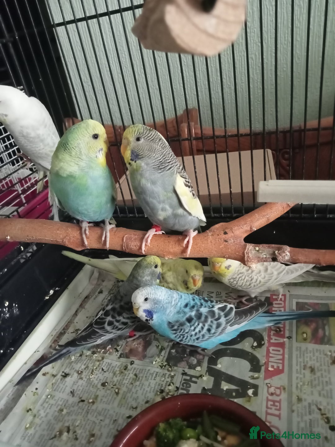 Budgerigars birds for sale: Baby budgies for sale  - Image 3