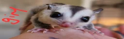 Sugar Glider rodents for sale: Baby sugar gliders  - Advert 6