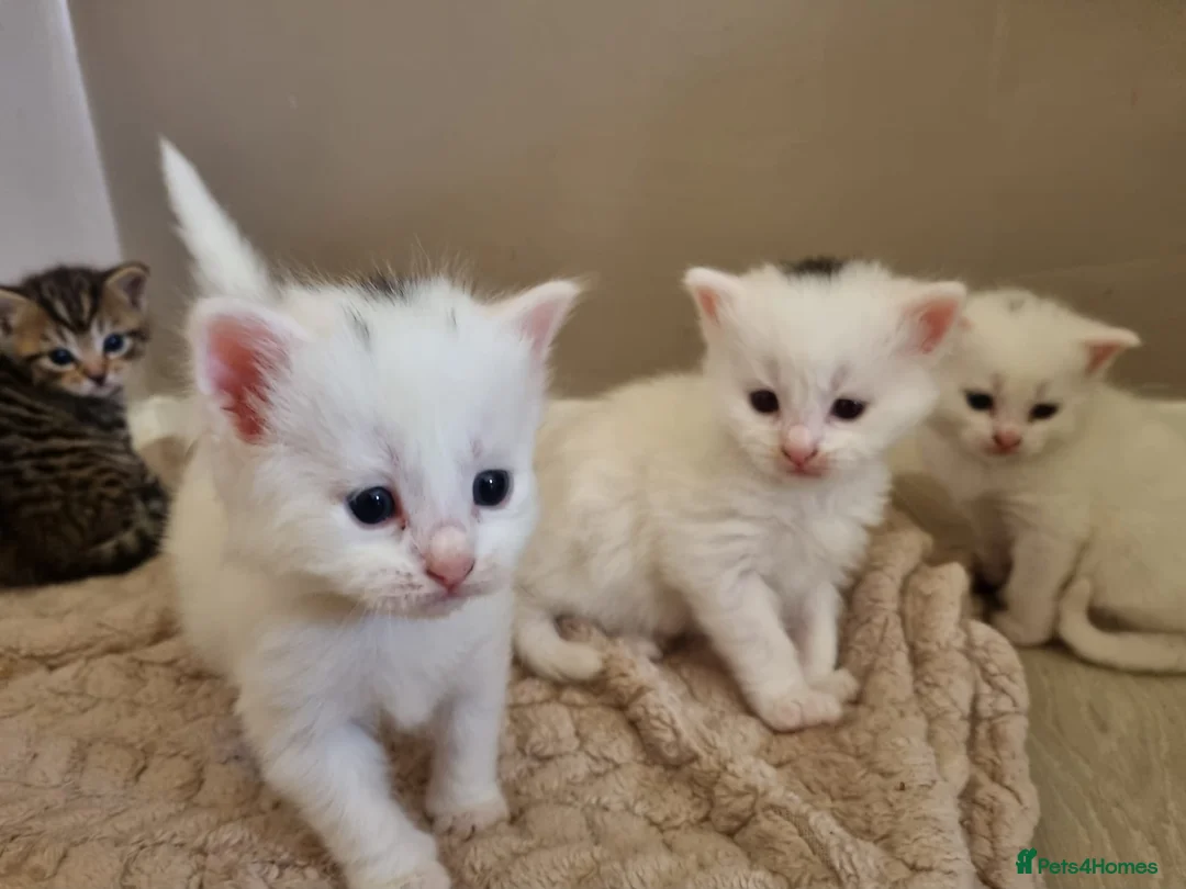 Mixed Breed cats for sale: Stunning white kitten’s for sale.  in Basingstoke - Advert 8