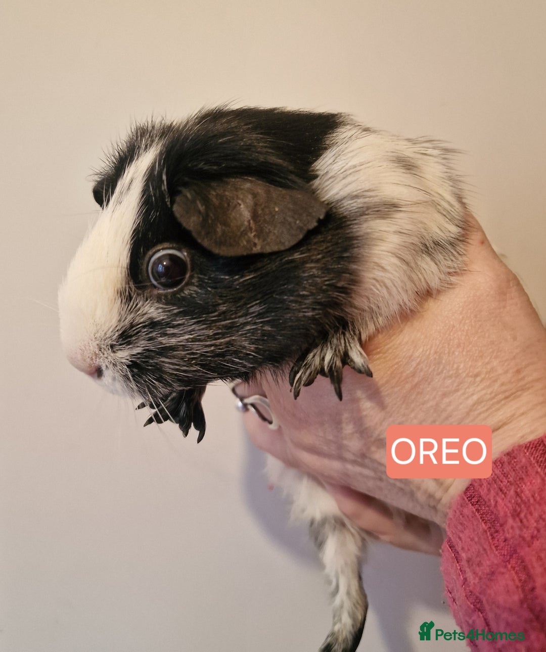 Guinea Pig rodents for sale: Female guinea pigs  - Advert 4