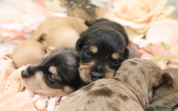Miniature Dachshund dogs for sale: KC Longhair Miniature Dachshund Puppies - Image 20