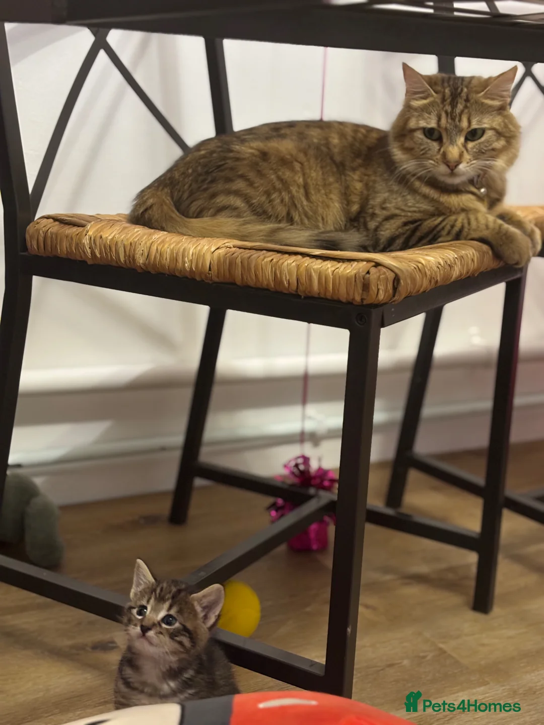 Mixed Breed cats for sale: Adorable tabby kittens  - Advert 6