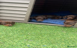 Miniature Dachshund dogs for sale: Mini dachshunds puppies fully vaccinated  - Image 3