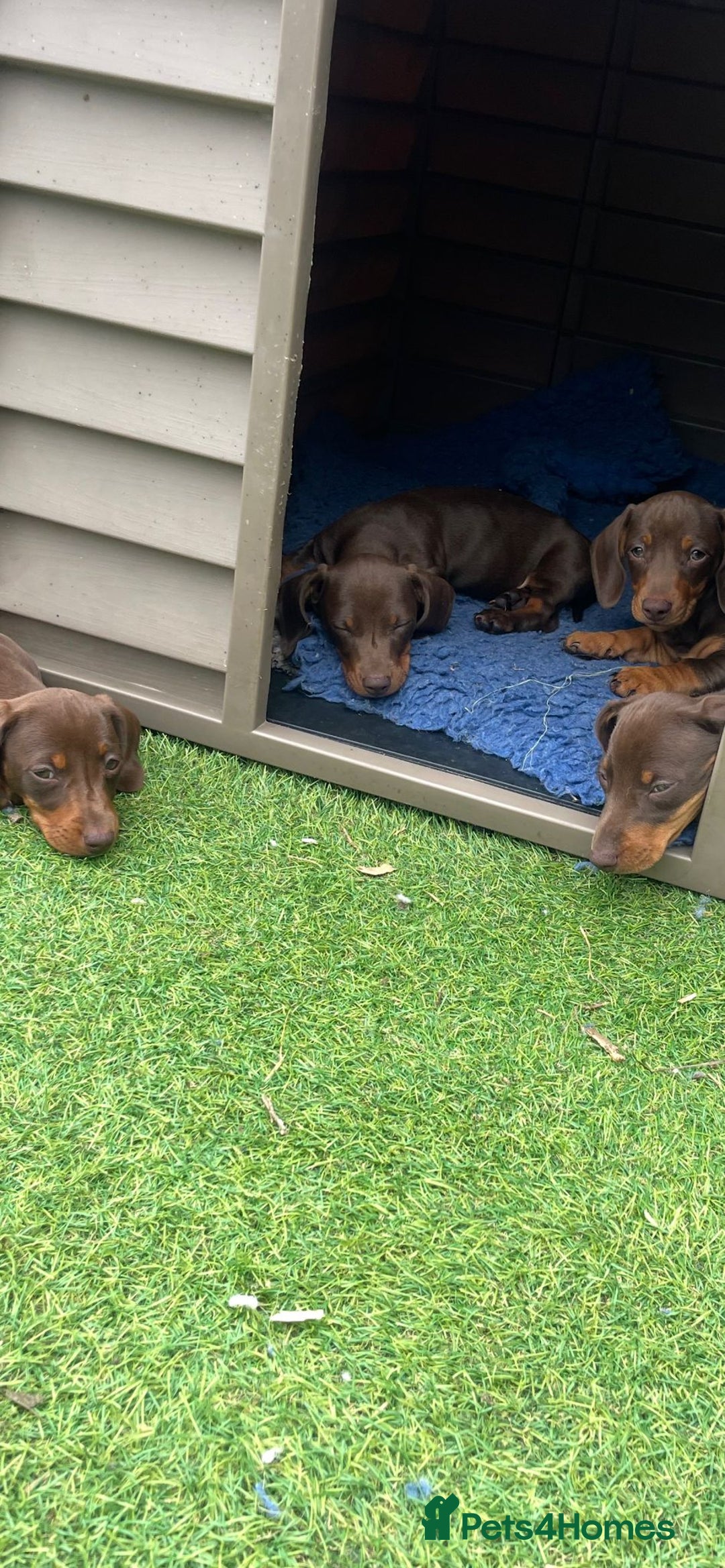 Miniature Dachshund dogs for sale: Mini dachshunds puppies fully vaccinated  - Image 3