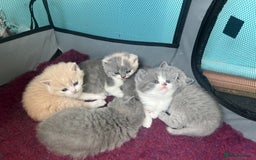 British Shorthair cats for sale: British short hair kittens  - Image 7
