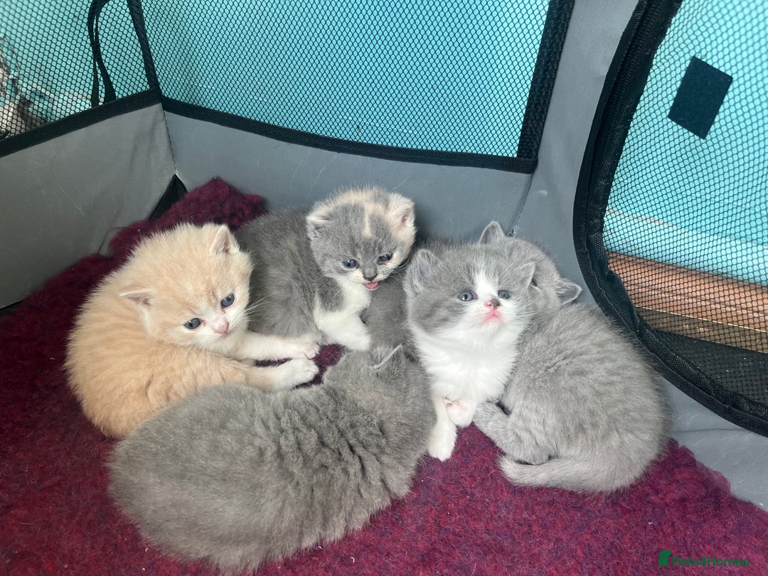British Shorthair cats for sale: British short hair kittens  - Image 7