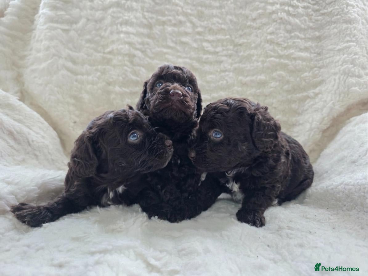 Cavapoo dogs for sale: DNA Tested Chocolate F1b Cavapoos. 2 Boys & 1 Girl - Advert 2