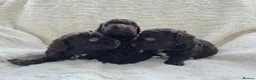 Cavapoo dogs for sale: DNA Tested Chocolate F1b Cavapoos. 2 Boys & 1 Girl - Advert 2
