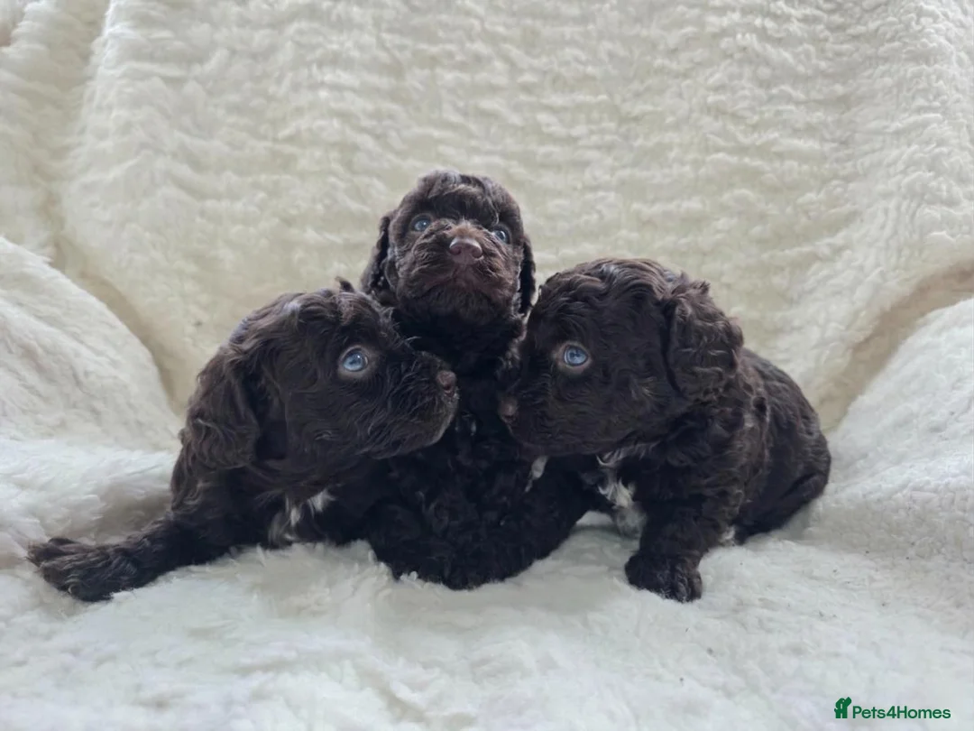 Cavapoo dogs for sale: DNA Tested Chocolate F1b Cavapoos. 2 Boys & 1 Girl - Advert 2