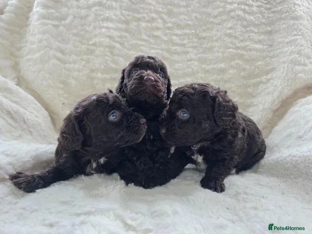 DNA Tested Chocolate F1b Cavapoos. 2 Boys & 1 Girl for sale in Pershore ...