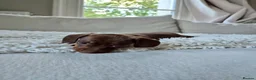 Miniature Dachshund dogs for sale: KC REGISTERED MINIATURE DACHSHUND PUPPIES - Advert 10