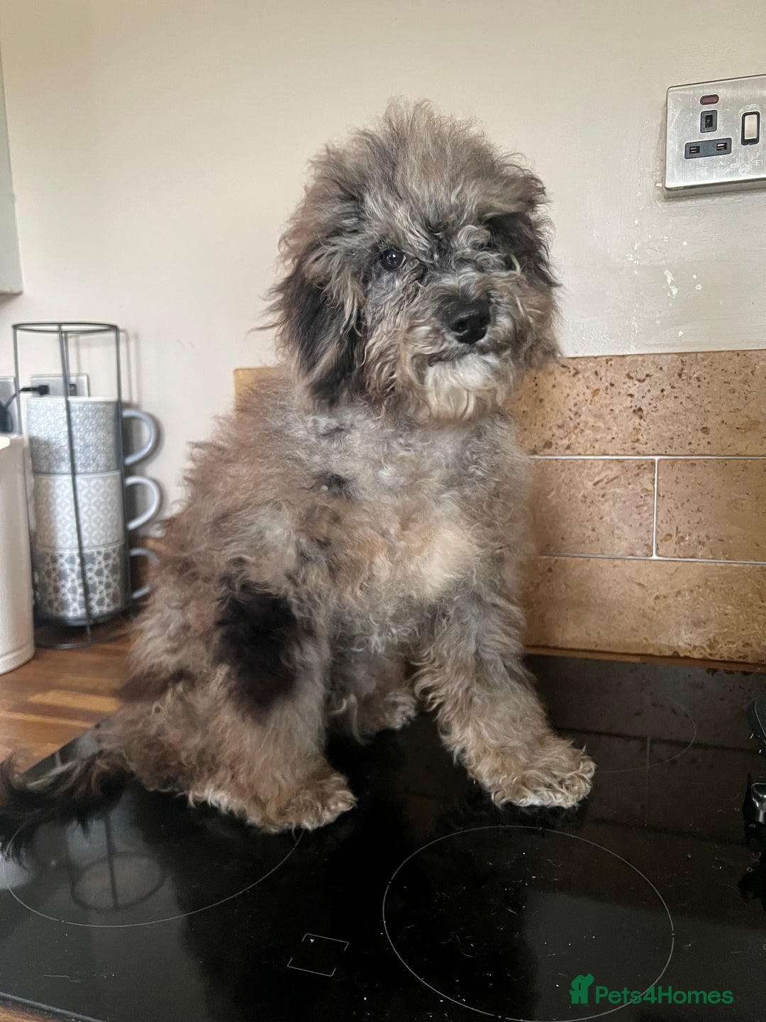 Cockapoo dogs for sale: Gorgeous F2b show type Cockapoo babies blue merles - Image 12