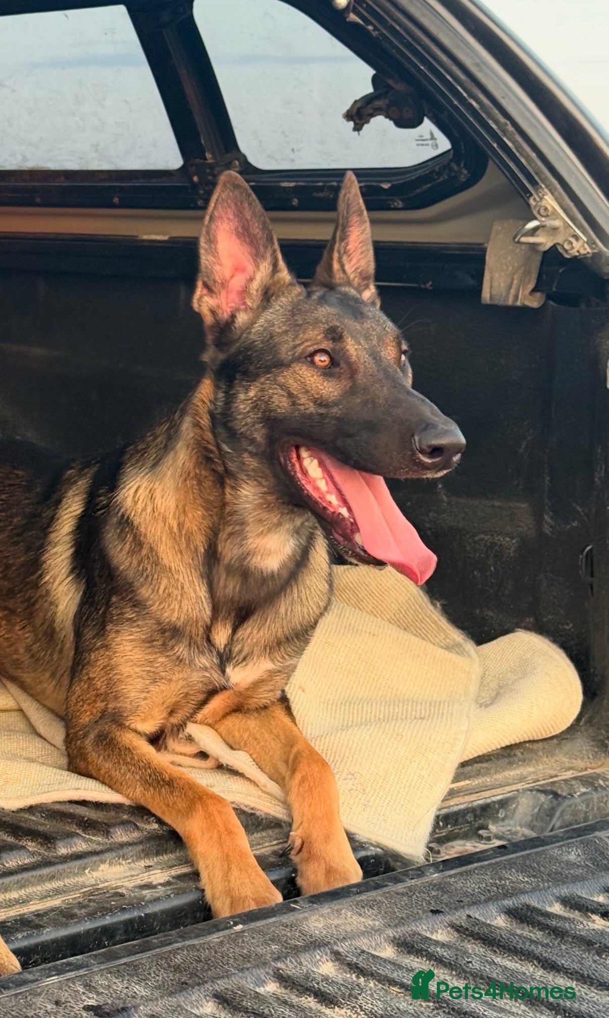 Belgian Shepherd Dog dogs *Urgent* 1 year old belgian malinois to be rehomed - Advert 4