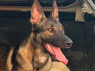 Belgian Shepherd Dog dogs *Urgent* 1 year old belgian malinois to be rehomed - Advert 4