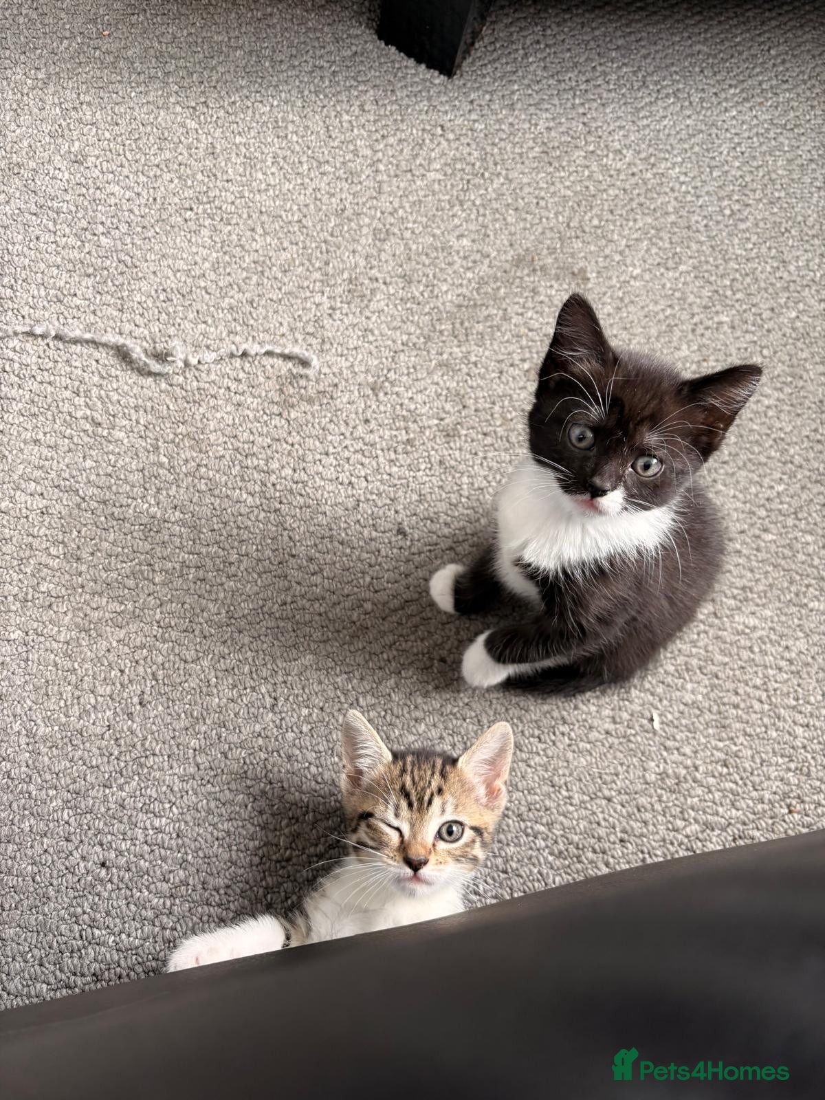 Mixed Breed cats Kittens for sale  - Advert 4