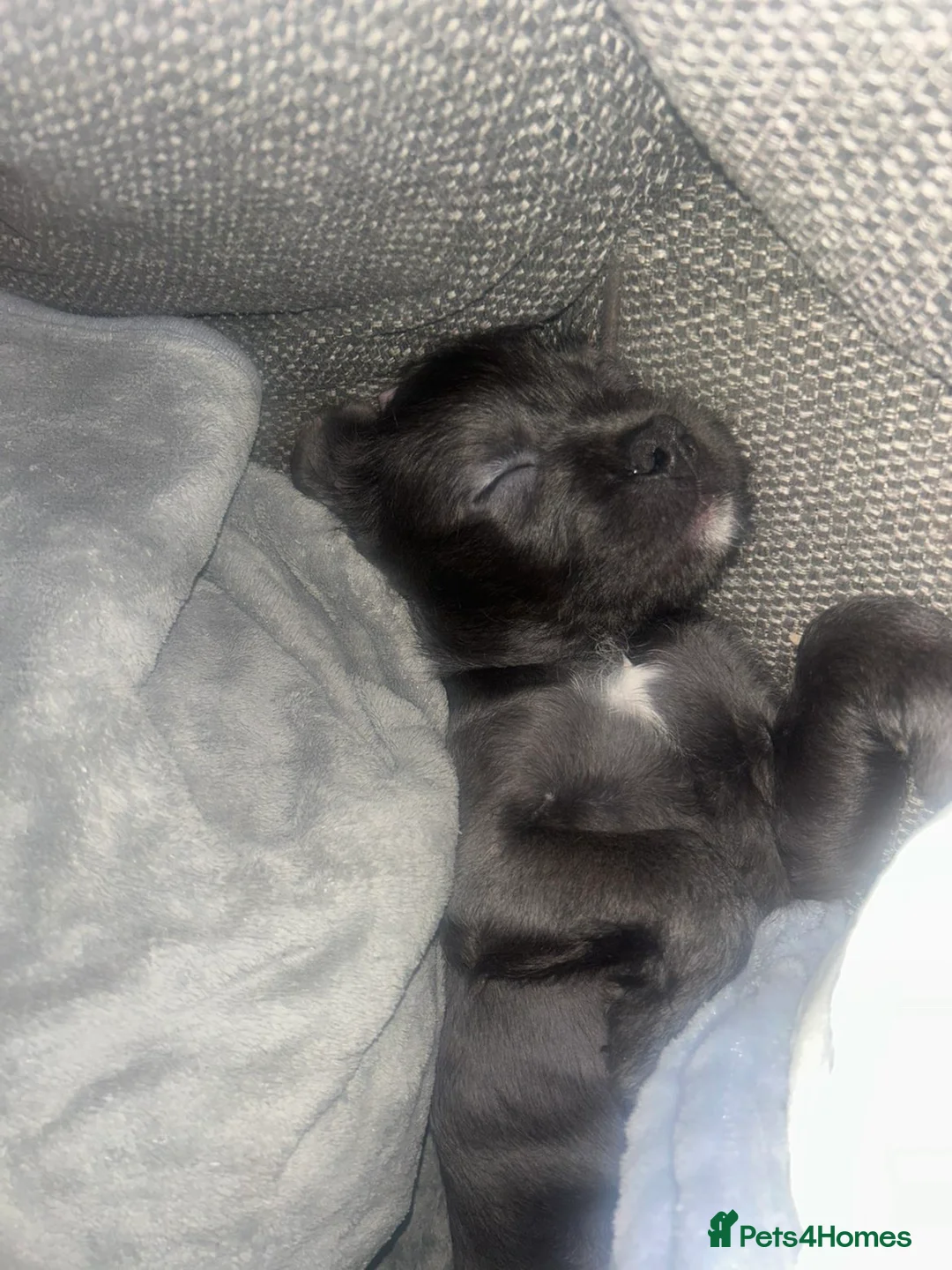 Mixed Breed dogs for sale: Beautiful Cane Corso x Mix Puppy  - Advert 4