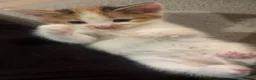 Mixed Breed cats for sale: 6 Beautiful Kittens available - Advert 14