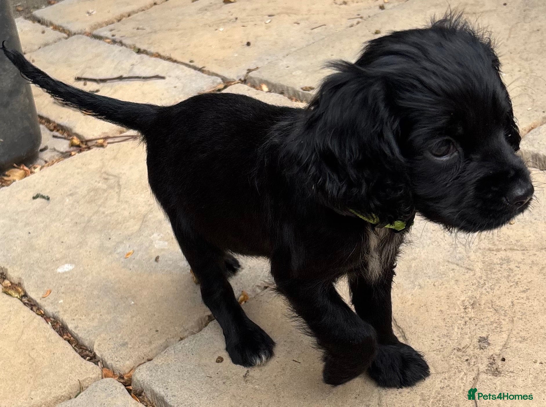 Cocker Spaniel dogs Cocker Spaniel puppy black girl available  - Advert 5