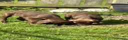 Mixed Breed dogs for sale: 3 aborable pups looking for there forever homes  - Advert 5