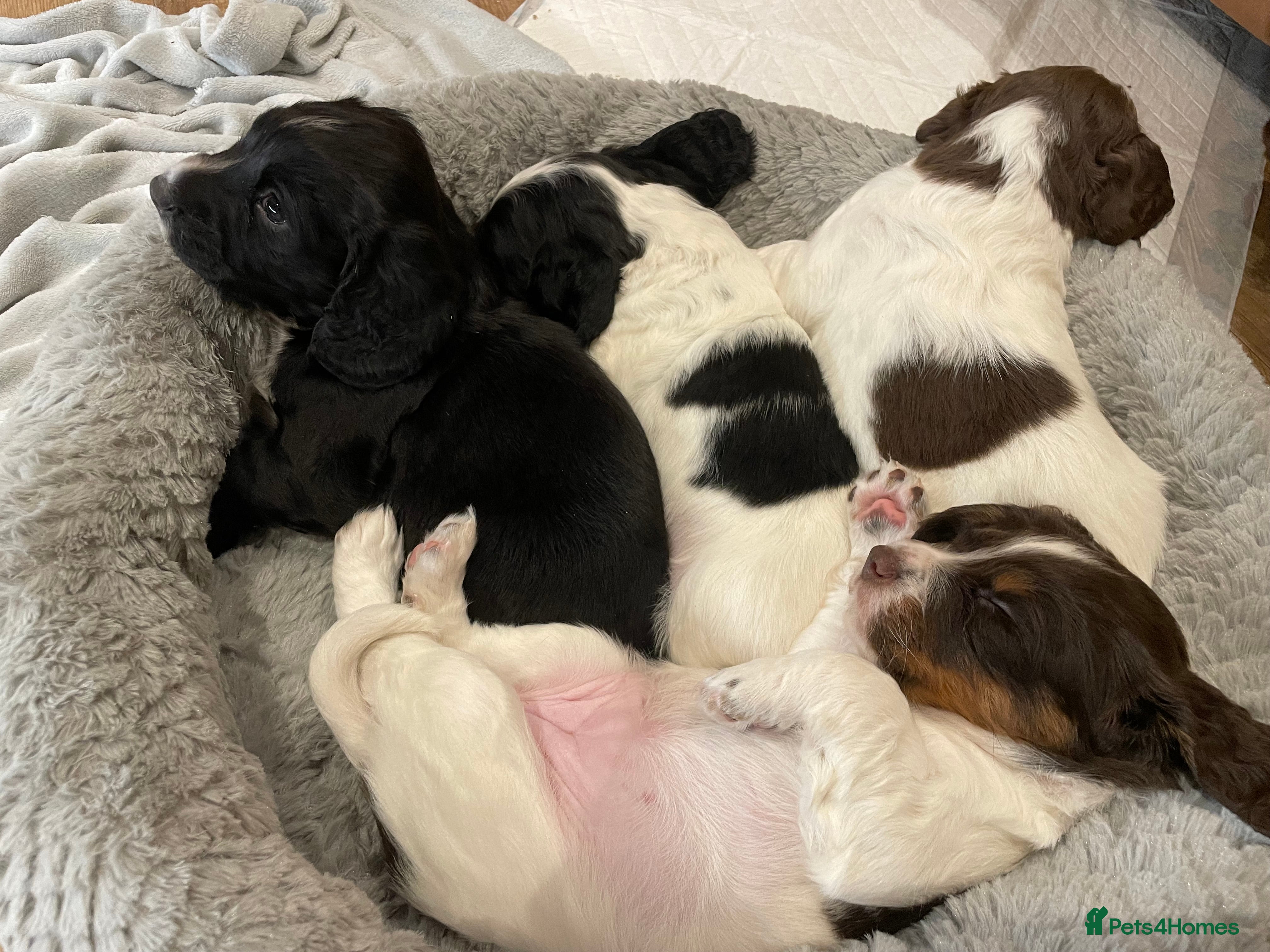 Cocker Spaniel dogs Litter of working cockers- black boy white bib - Advert 13