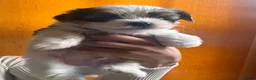 Biewer Terrier dogs for sale: 5 beautiful puppies  - Advert 14