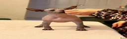 Mexican Hairless dogs for sale: 1 mini girl naked 1400 - Advert 1