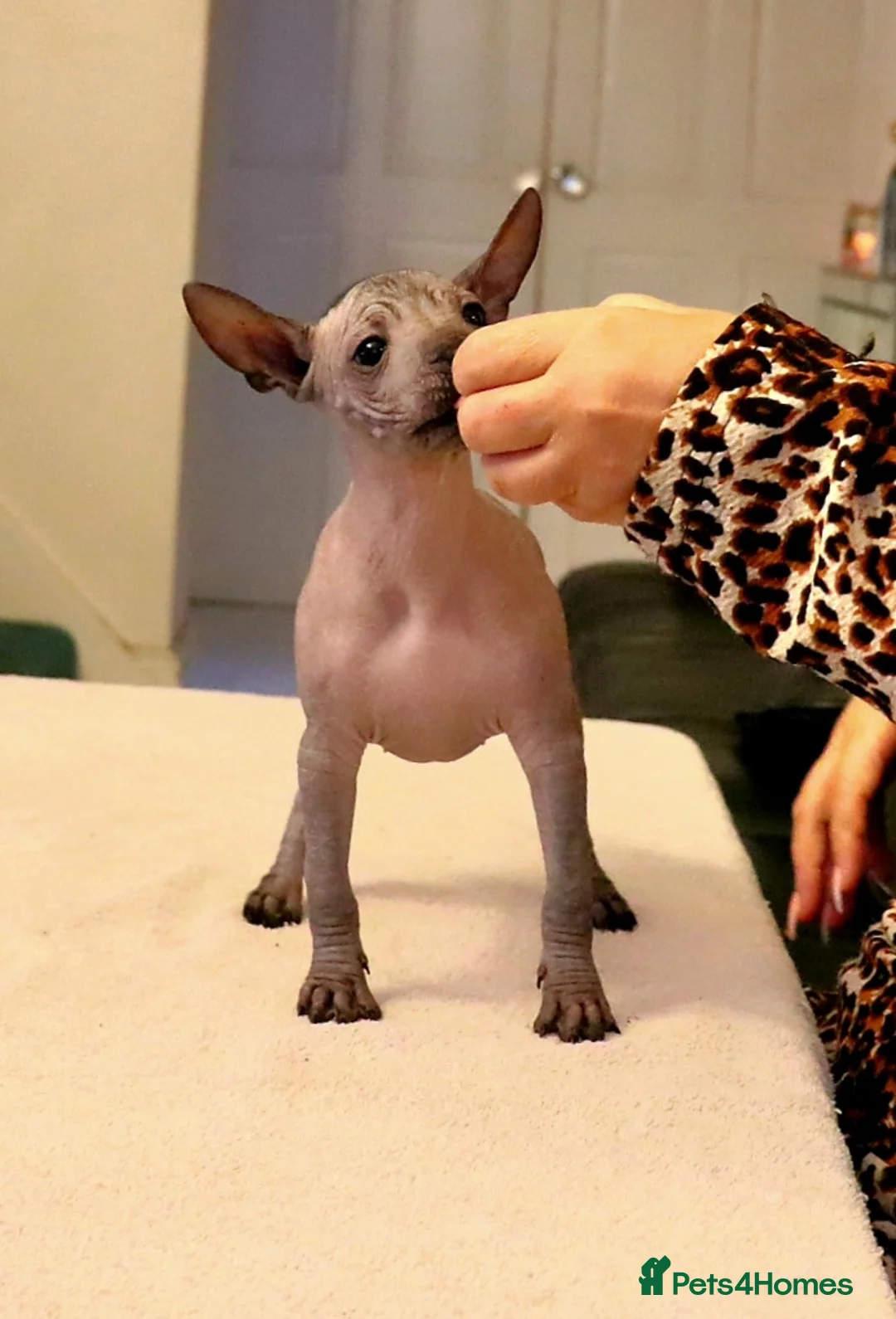 Mexican Hairless dogs for sale: 1 mini girl naked 1400 - Advert 1