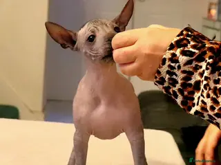 Mexican Hairless dogs 1 mini girl naked 1400 - Advert 2
