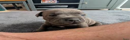 Staffordshire Bull Terrier dogs for sale: Blue & Black KC Staffie Puppies - Champ Bloodline - Advert 12