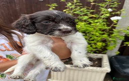 Mixed Breed dogs for sale: Beautiful cockapooXspringer puppies - Image 23